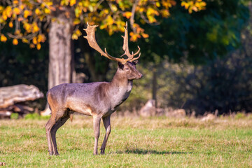 Fallow Deer buck standing proud against the autumn forest