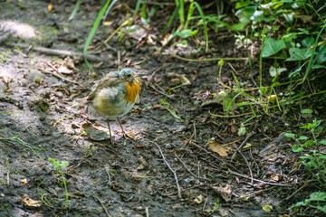 Bald headed juvenile Robin standing on a muddy path by Ellesmere Mere