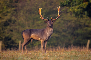 Naklejka na ściany i meble A dark Fallow Deer buck standing proud against the forest