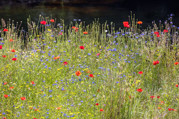Wild flowers growing along the bank of the River Dee near Berwyn