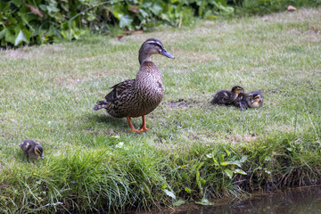 Female Mallard (Anas platyrhynchos) with ducklings on the shoreline of a canal