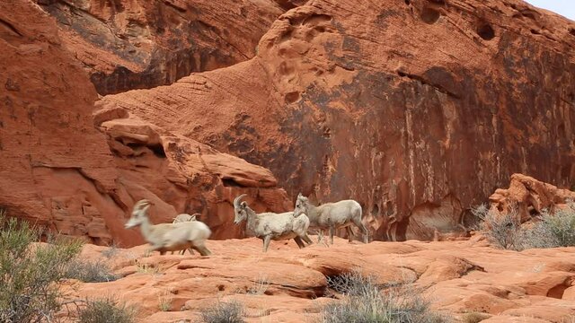 Desert Bighorn Sheep, Nevada