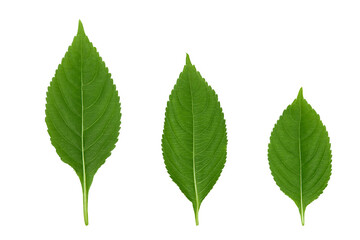 Naklejka na ściany i meble green insulated leaves