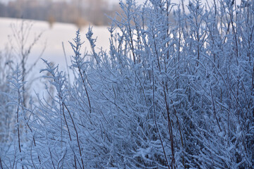 bushes and thickets covered with snow 
