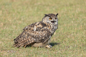 Great Horned Owl during a show
