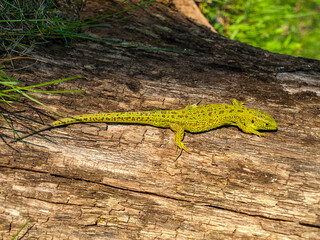 Lizard in the forest, close-up, macro, green small lizard with a long tail