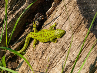 Lizard on a tree, close-up, forest fauna, close-up