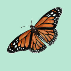 Monarch butterfly. Raster graphics illustration
