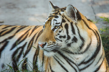 Close-up portrait of a tiger, wild animals.