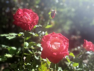 Beautiful red roses homegrown from my mother's garden in the summertime