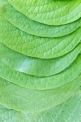 Background of green leaves. Summer green background of  lush foliage.