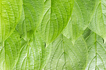 Background of green leaves. Summer green background of  lush foliage.