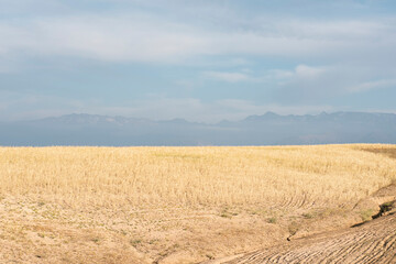 Obraz premium Field of wheat with mountains