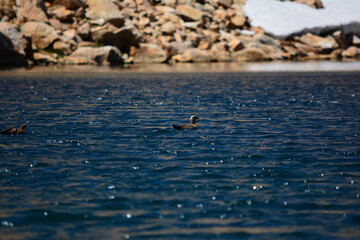 patagonic ducks in melt blue water