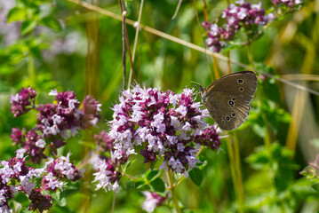 Ringlet (Aphantopus hyperantus) butterfly sitting on a pink flower in Zurich, Switzerland