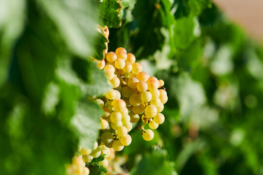 Close-up of white grape on the vine
