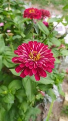 red dahlia flower