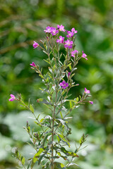 Great willowherb // Zottiges Weidenröschen (Epilobium hirsutum)