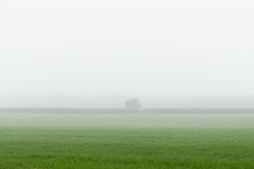 A meadow covered by thick fog with silhouettes of trees 