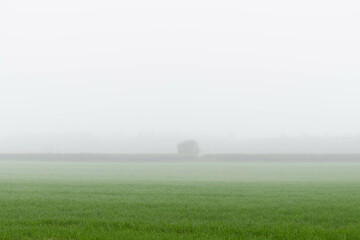 Fototapeta premium A meadow covered by thick fog with silhouettes of trees 