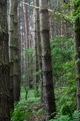 Foggy day in Scottish forest 