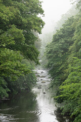 Fototapeta na wymiar Tranquil waters of a river hidden between misty forest