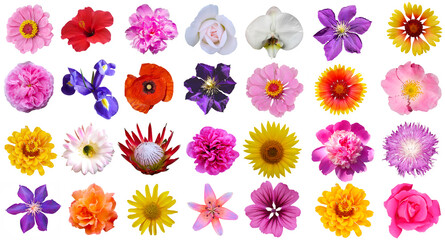 Macro photo collection of flowers set: rose, sunflower, orchid, peony, zinnia, cirsium, bristly...