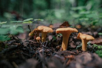 Mushroom picking in season. Edible forest mushrooms, chanterelles grow in the grass.