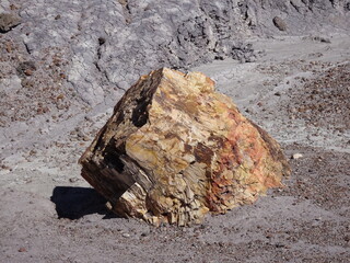 Petrified tree laying down