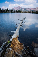 Fallen Tree on the Lake