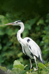 grey heron in the pond