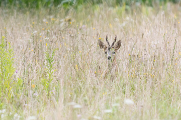 A roebuck hides in a wildflower meadow