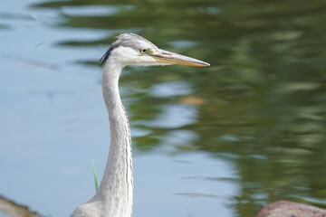 grey heron in the pond