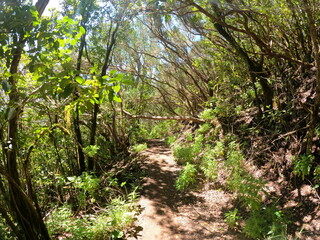 Fototapeta premium Bosque Encantado