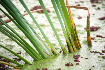 Green Reeds from the Swamp