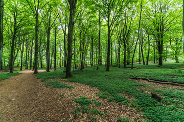 Swedish springtime beech wood forest. Ultra wide angle photo.