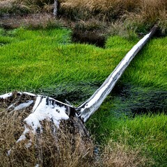 First Snow Fall on Fallen Log