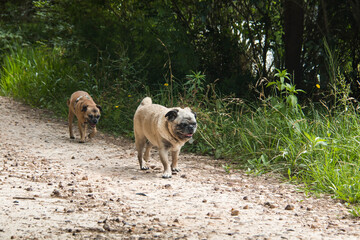 pug dogs walking up a track in the bush