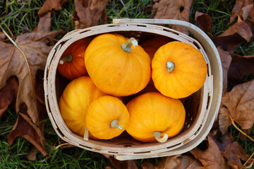 A basket of small pumpkins sitting on some autumn leaves. 
