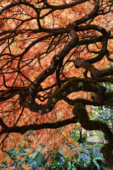Looking at the inside structure of a Japanese maple tree during the autumn.  