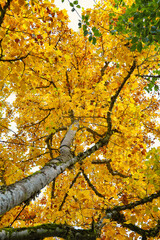 Looking up an Autumn tree with its golden leaves.