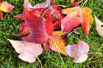 A collection of autumn leaves on the grass.