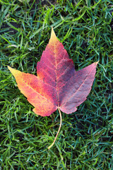 A single red and gold maple leaf in the autumn.