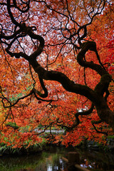 A Japanese maple tree in the fall.