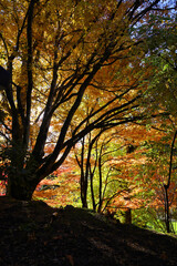 Looking at the inside structure of a Japanese maple tree during the autumn.  