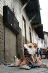 blind dog lying on the sidewalk