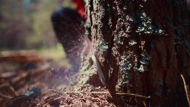 A forest worker is sawing a tree with a chainsaw. Logging. Close-up of a worker cuts a pine tree.