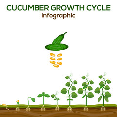 Cucumber plant growth stages set of images with views of vegetable from sprout to mature plant vector illustration