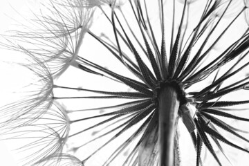 Dandelion seed head, closeup. Black and white tone