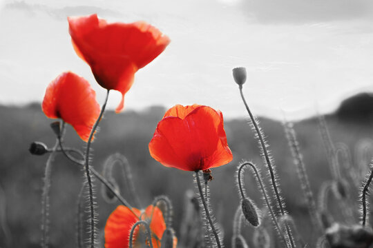 Beautiful blooming poppy flowers in field. Black and white tone with selective color effect